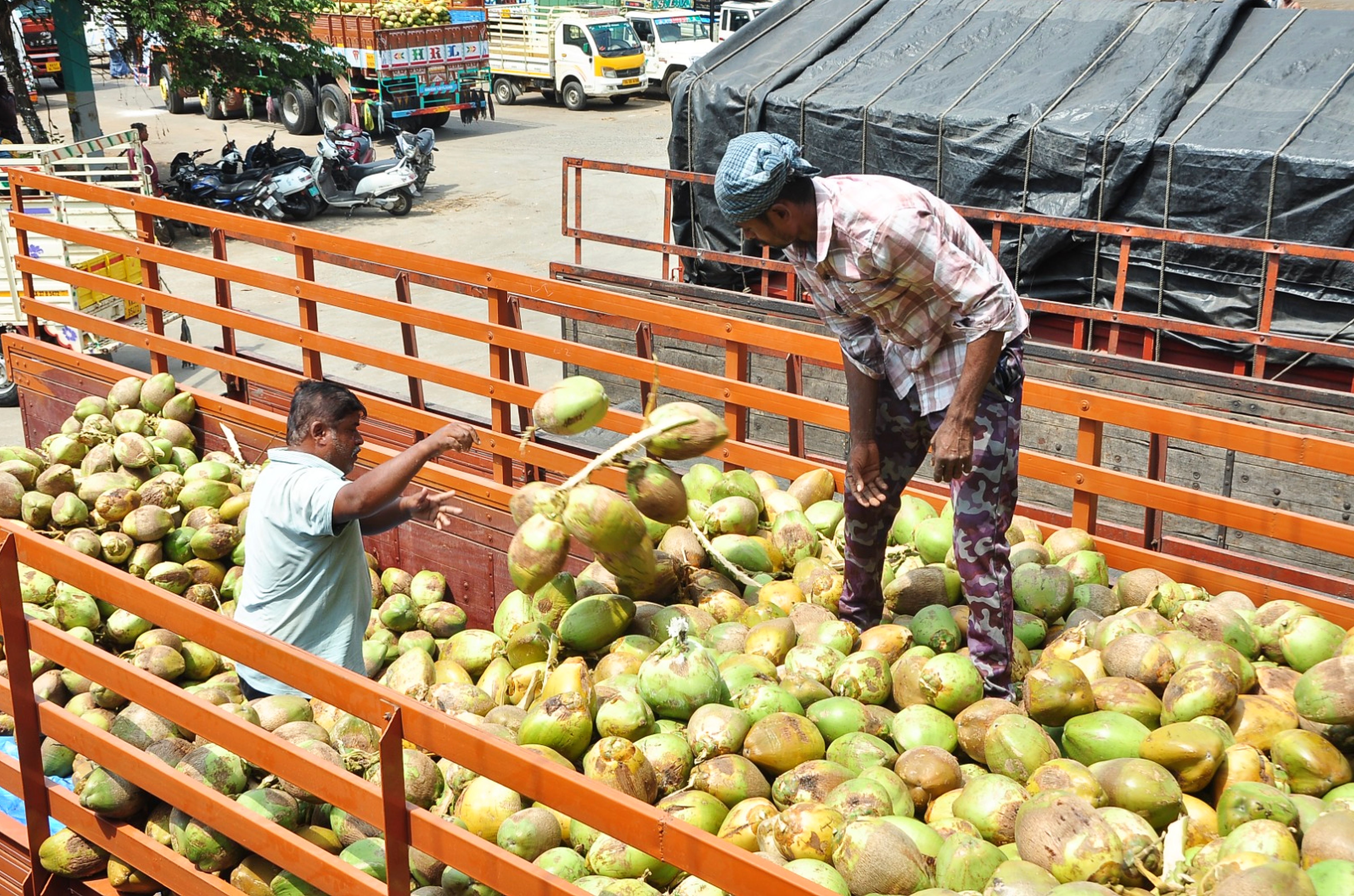 ಲಾರಿಗೆ ಎಳನೀರು ಲೋಡ್‌ ಮಾಡುತ್ತಿರುವ ದೃಶ್ಯ