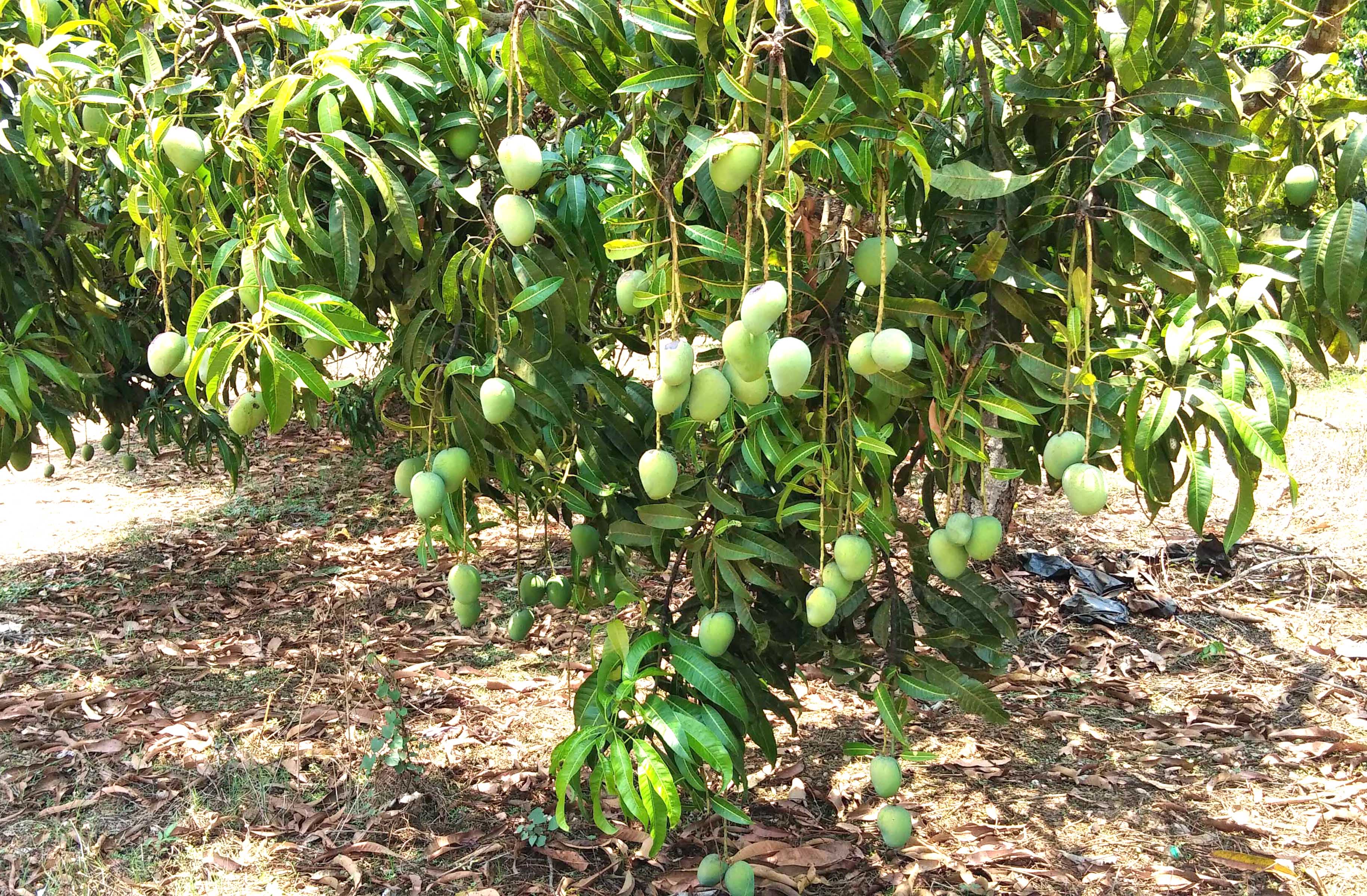 ಮಾವಿನ ಗಿಡ (ಸಂಗ್ರಹ ಚಿತ್ರ)