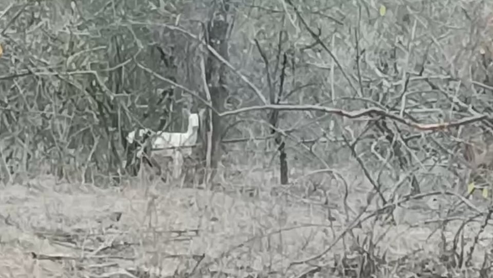 ಮಲೆ ಮಹದೇಶ್ವರ ವನ್ಯಧಾಮದಲ್ಲಿ ಬಿಳಿ ಜಿಂಕೆ