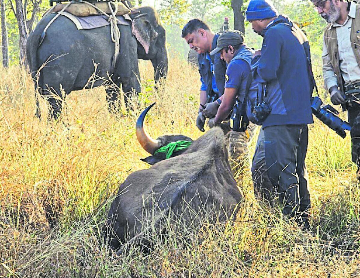 ಚಿಕ್ಕಮಗಳೂರು: ನಾಳೆಯಿಂದ ಕಾಡುಕೋಣ ಸೆರೆ ಕಾರ್ಯಾಚರಣೆ