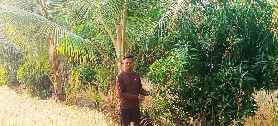 ಇಂಡಿ ನಗರದ ಸಮೀಪದಲ್ಲಿರುವ ಕೆಸರಾಳ ತಾಂಡಾದ ನಾಮದೇವ ರಾಠೋಡ ಅವರ ಜಮೀನಿನಲ್ಲಿ ಬೆಳೆದು ನಿಂತಿರುವ ಮಾವು ಮತ್ತು ತೆಂಗಿನ ಗಿಡಗಳು.   