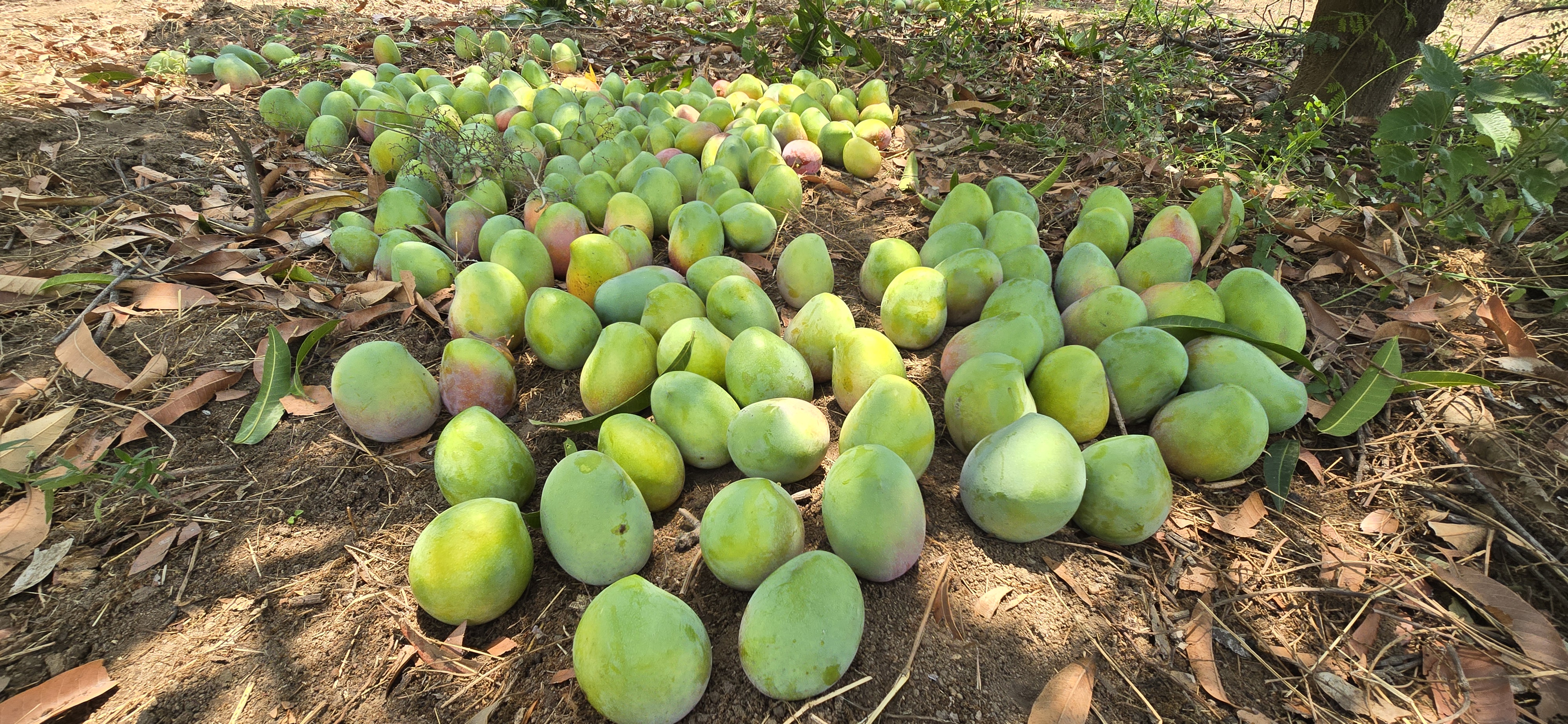 ತೋಟದಲ್ಲಿ ಕಟಾವು ಮಾಡಿ ಇರಿಸಲಾದ ಮಾವಿನ ಹಣ್ಣುಗಳು