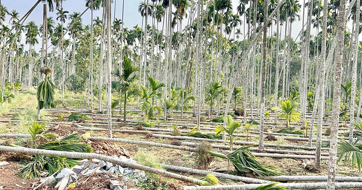 Uprooted areca trees in Shivamogga after heavy storm and rain damage