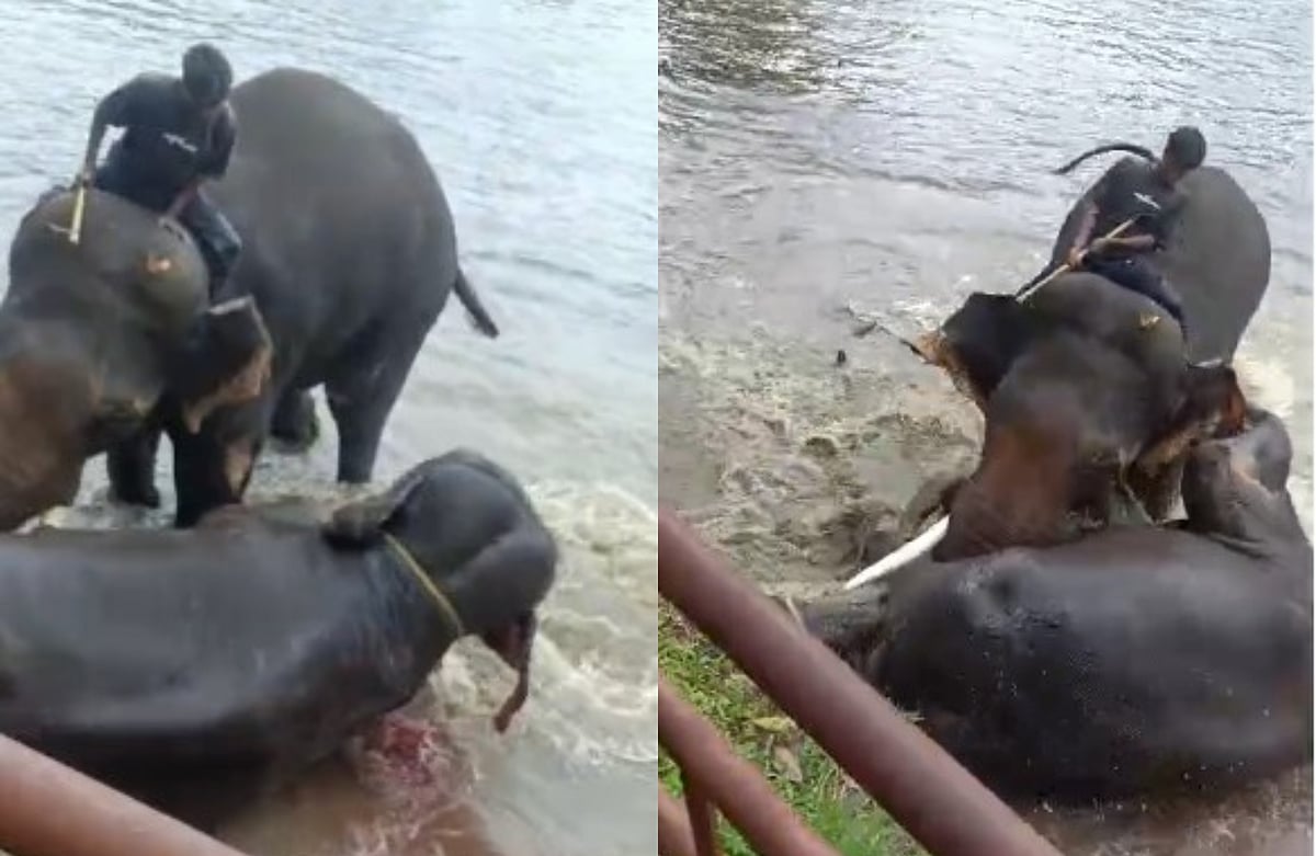ಮಡಿಕೇರಿ: ಸಾಕಾನೆಗಳ ನಡುವೆ ಕಾದಾಟ, ಆನೆ ಬಿದ್ದು ಮಹಿಳೆ ಸಾವು, ಪತಿ-ಮಗು ಪಾರು