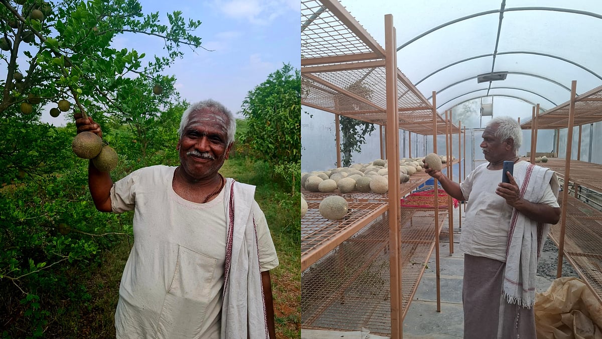 ಅನ್ನದ ಬಟ್ಟಲು: ಮಳೆ ಕೊರತೆಯ ಹುಲಿಕೆರೆಯಲ್ಲಿ ‘ಹಣ್ಣಿನ ತೋಟ’ ಅರಳಿದ್ದು ಹೇಗೆ?