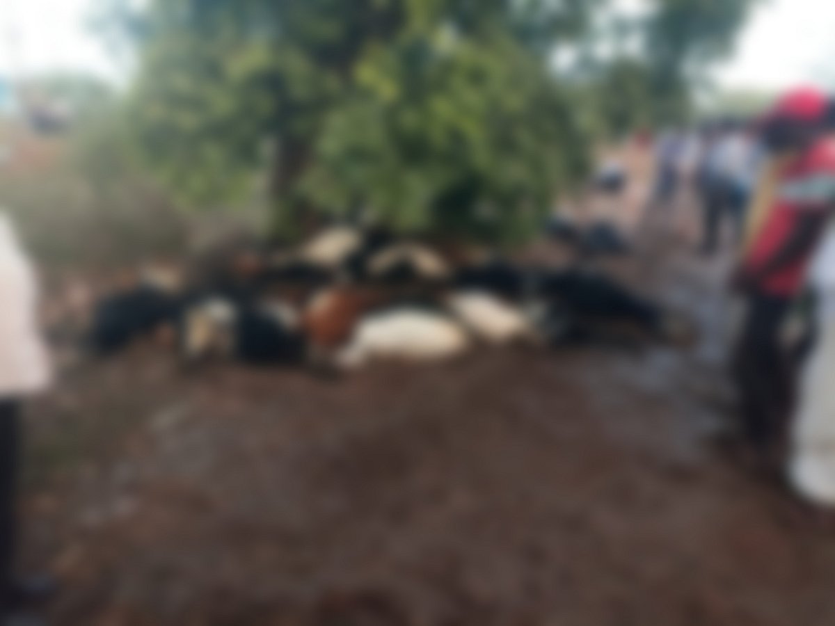 ಸೇಡಂ: ಸಿಡಿಲಿಗೆ ರೈತ, 25 ಮೇಕೆ ಬಲಿ