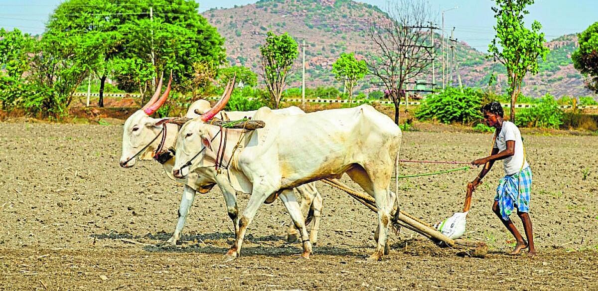 ನಿರೀಕ್ಷೆಗಿಂತ ಕಡಿಮೆ ಮಳೆ: ಬೆಳೆ ಆಯ್ಕೆಯಲ್ಲಿ ಎಚ್ಚರ ವಹಿಸುವಂತೆ ರೈತರಿಗೆ ಸಲಹೆ