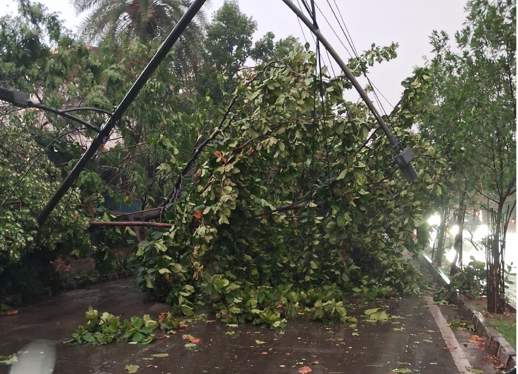 ಇಂದಿರಾನಗರ ಬಳಿ ವಿದ್ಯುತ್‌ ಕಂಬದ ಮೇಲೆ ಮರದ ಕೊಂಬೆ ಬಿದ್ದಿರುವುದು