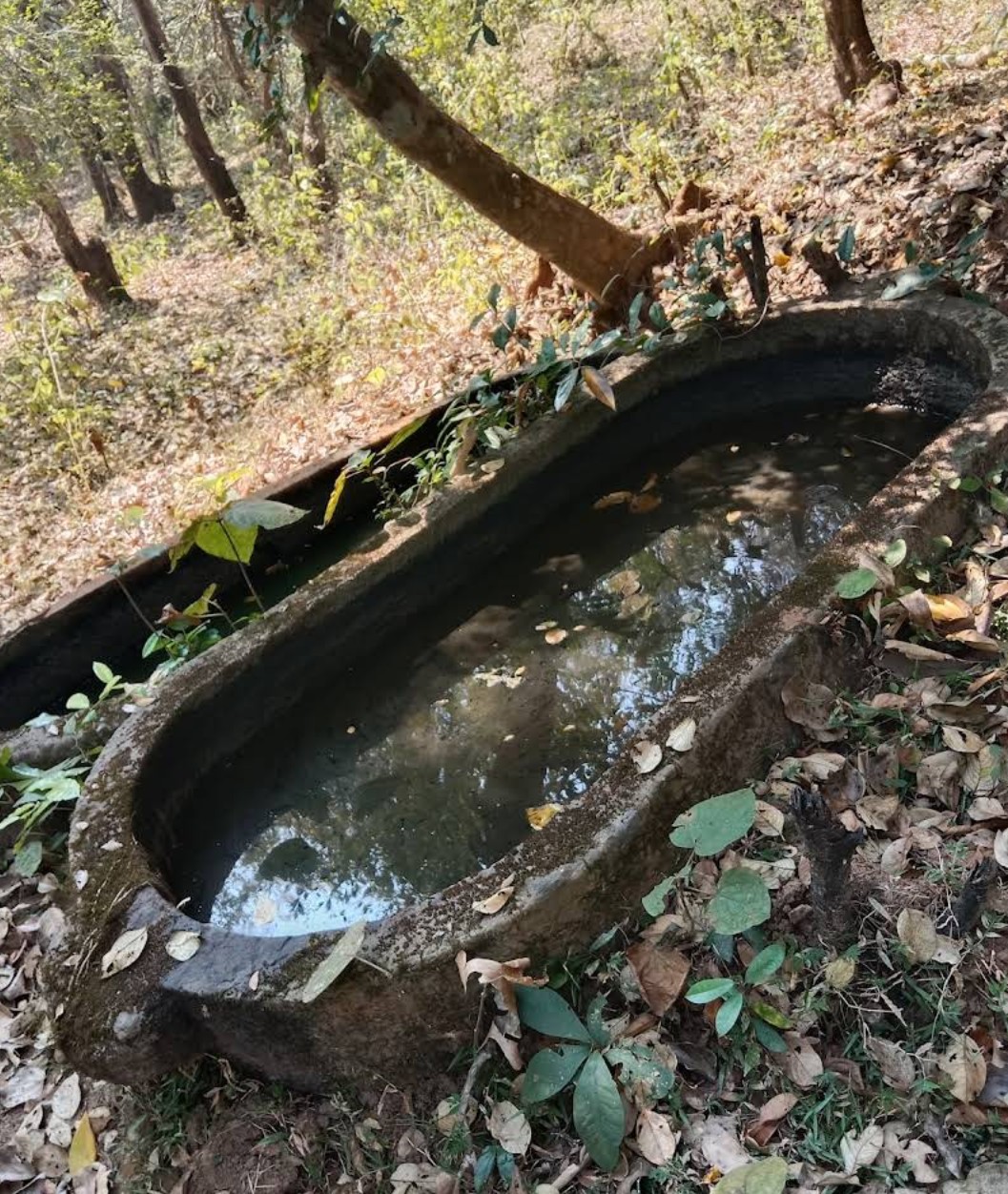 ಕಾಡೊಳಗೆ ಬಿದ್ದಿರುವ ಕಲ್ಲಿನ ದೋಣಿಗಳು