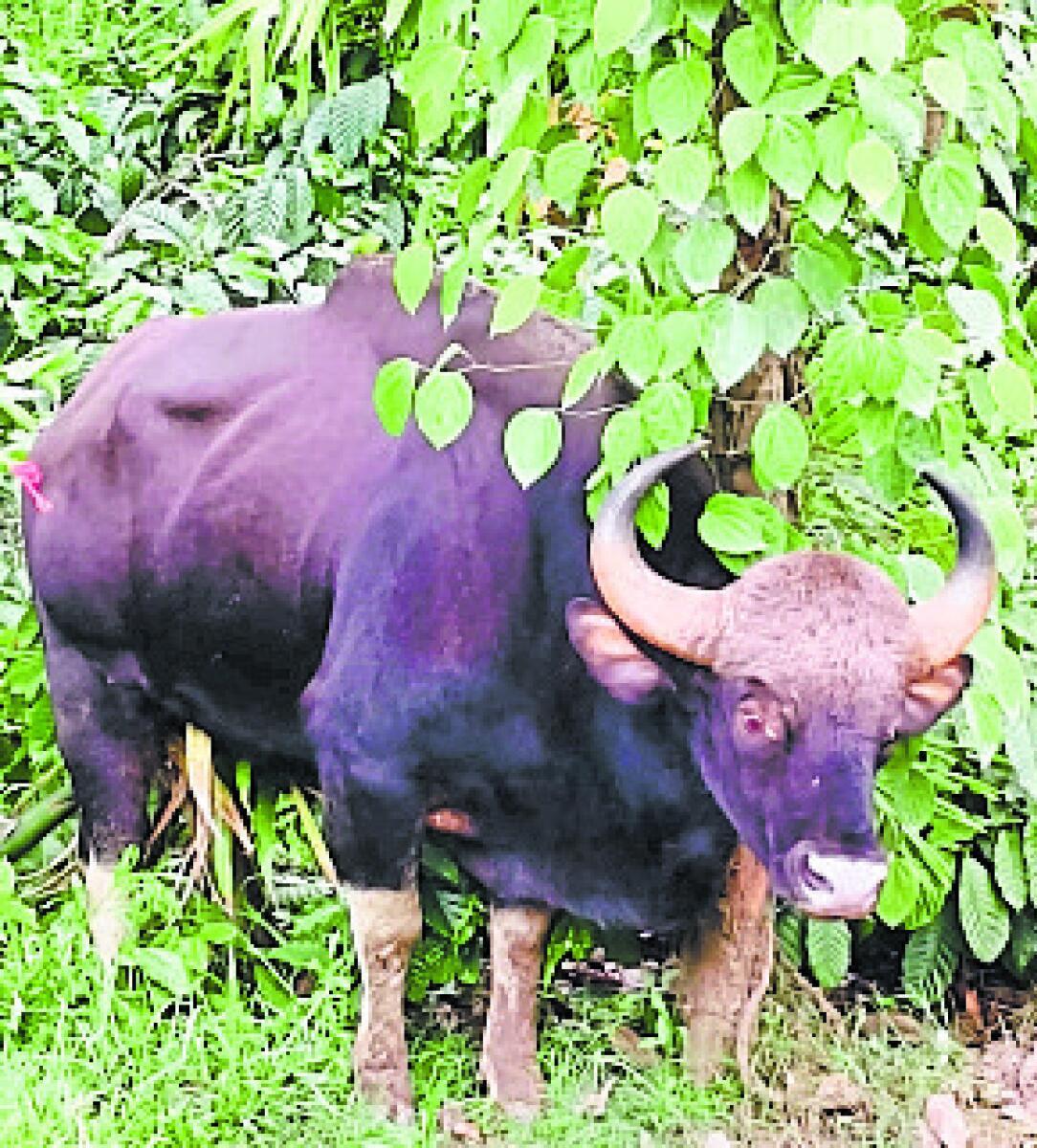ಚಿಕ್ಕಮಗಳೂರು: ಸೆರೆಯಾದ ಕಾಟಿ ಆಧರಿಸಿ ಎಸ್‌ಒಪಿ