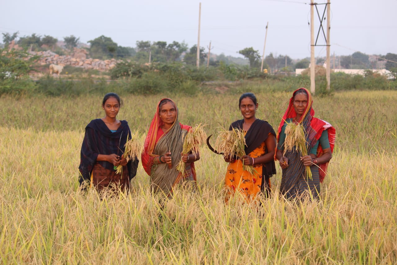 ದೇಸಿ ಭತ್ತದ ಲೋಕದಲ್ಲಿ ಮಹಿಳೆಯರು
