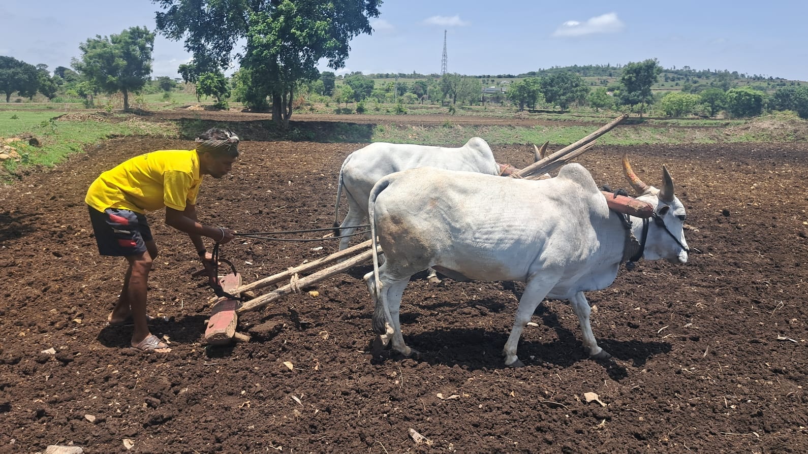 ಬೆಳಗಾವಿ ತಾಲ್ಲೂಕಿನ ಕೋಳಿಕೊಪ್ಪ ಗ್ರಾಮದ ರೈತ ಪೀರಾಜಿ ಬಡ್ಲಿ ಅವರು ಈಚೆಗೆ ಮುಂಗಾರು ಬಿತ್ತನೆಗಾಗಿ ಹೊಲ ಹದ ಮಾಡಿದರು
–ಪ್ರಜಾವಾಣಿ ಚಿತ್ರ