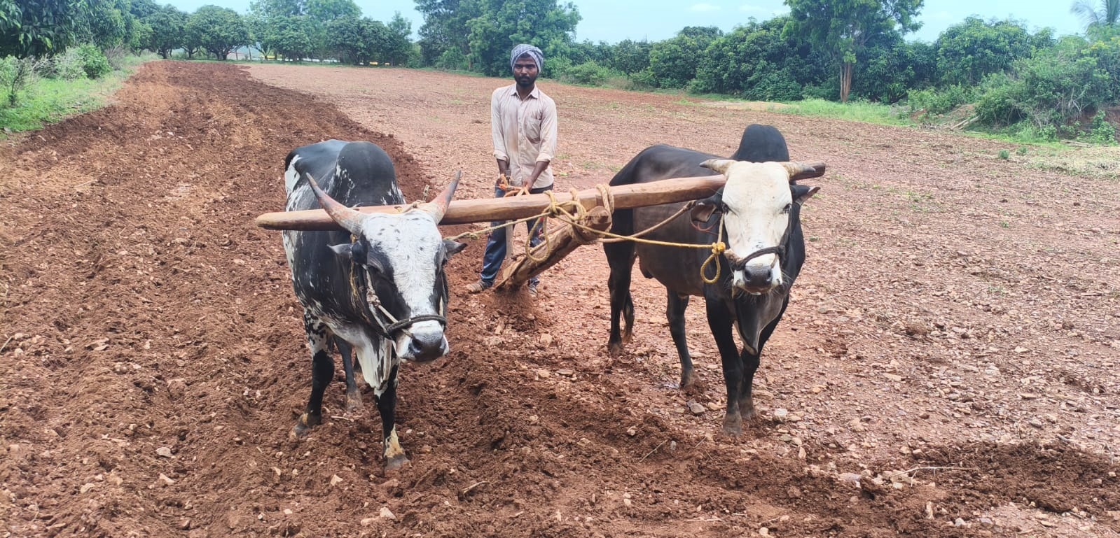 ಧಾರವಾಡ ತಾಲ್ಲೂಕಿನ ಕೋಟೂರ ಗ್ರಾಮದ ಹೊಲದಲ್ಲಿ ರೈತರೊಬ್ಬರು ಕೃಷಿ ಚಟುವಟಿಕೆಯಲ್ಲಿ ತೊಡಗಿದ್ದರು