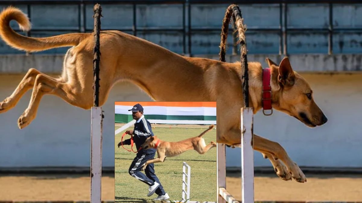Stray Dog Tenga: A Revolutionary Story of a Street Dog Becoming a K9 Hero
