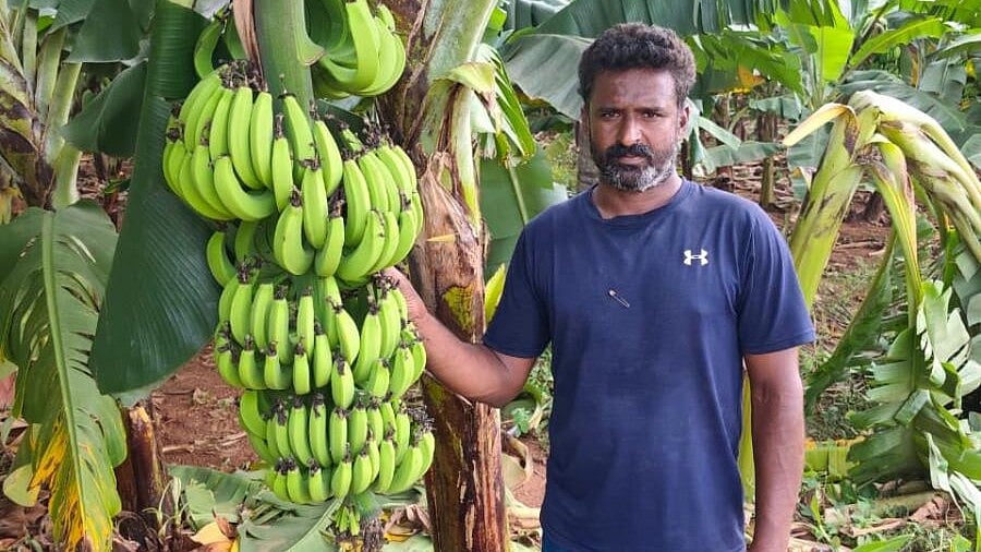 India: Farmer achieves success with banana cultivation during drought