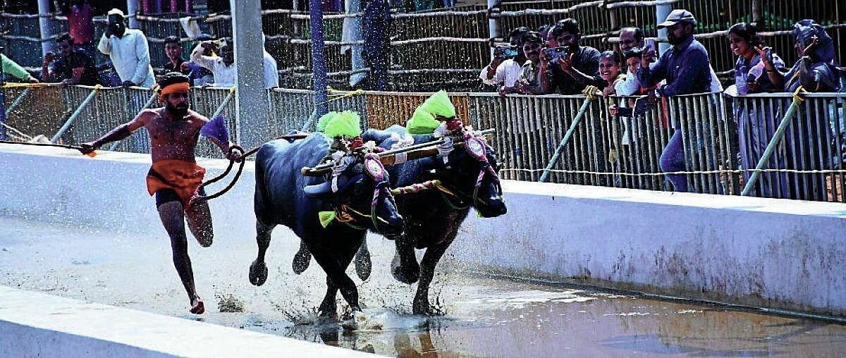 ಮೈಸೂರು ಕಂಬಳ: ವಿಜೇತರಿಗೆ ಬಹುಮಾನ ವಿತರಣೆ