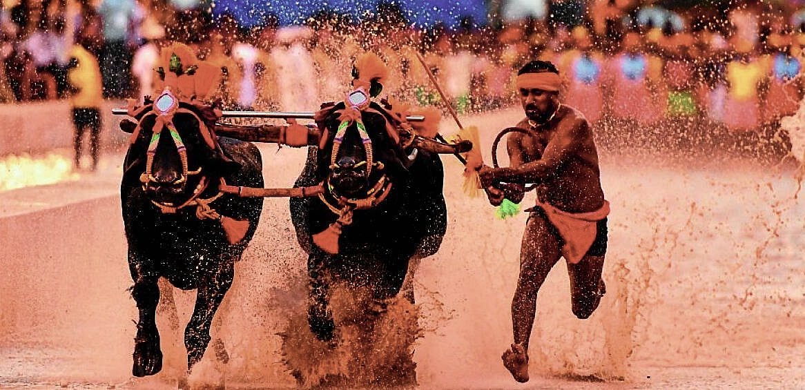 ಮೈಸೂರಿನಲ್ಲಿ ಕಂಬಳ ಕೋಣಗಳ ಆರ್ಭಟ