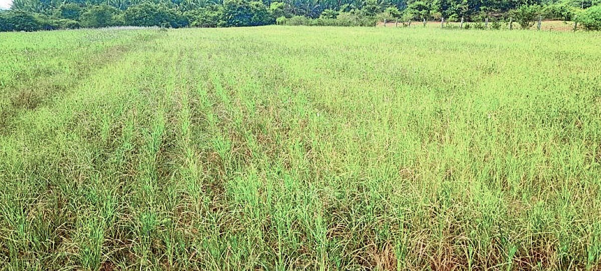 ಚಿಕ್ಕಮಗಳೂರು | ಹಿಂಗಾರಿಗೆ ಜೀವಕಳೆ ತಂದ ಮಳೆ