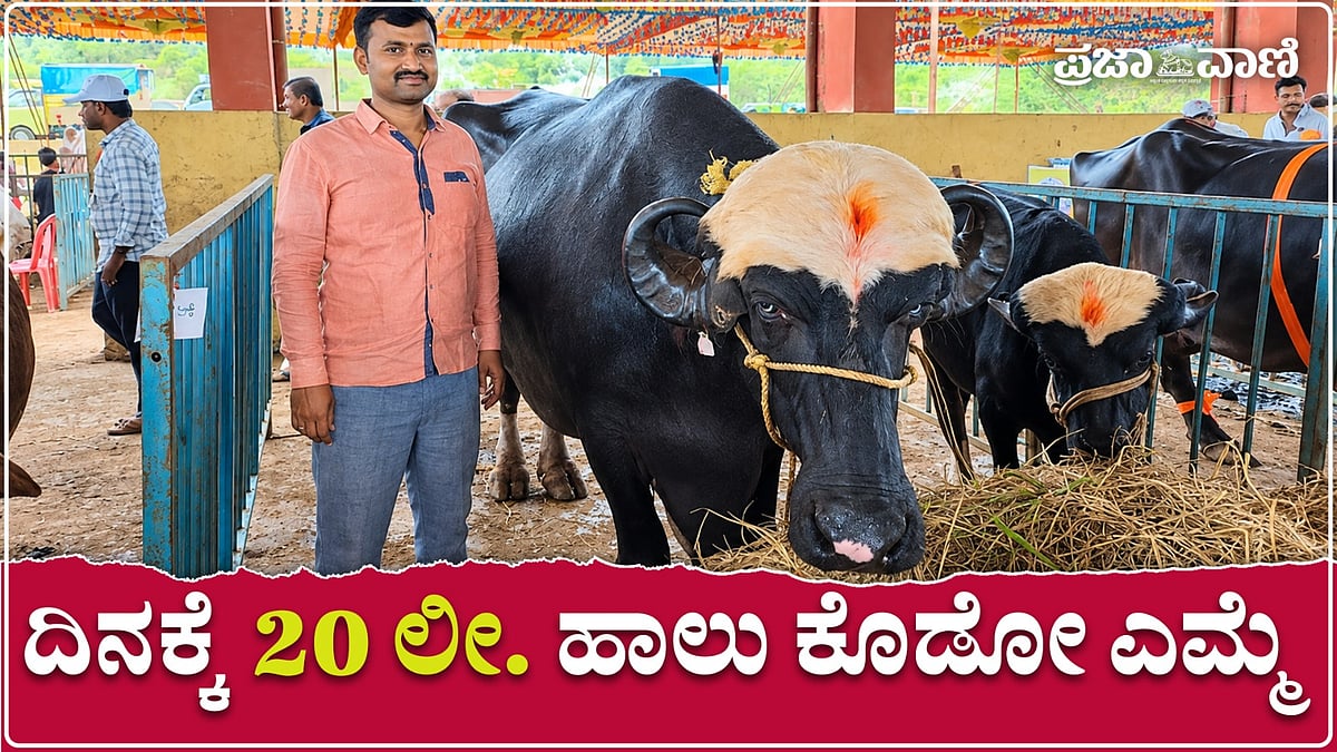 VIDEO: ಕಿತ್ತೂರು ಉತ್ಸವ; ₹15 ಲಕ್ಷದ ಎತ್ತು, 1,200 ಕೆ.ಜಿ ತೂಕದ ಎಮ್ಮೆ..
