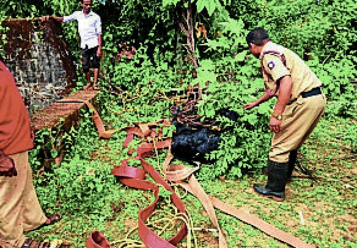 ಚಿಕ್ಕಅಗ್ರಹಾರ | ಬಾವಿಗೆ ಬಿದ್ದ ಕರು: ಅಗ್ನಿಶಾಮಕ ದಳದವರಿಂದ ರಕ್ಷಣೆ
