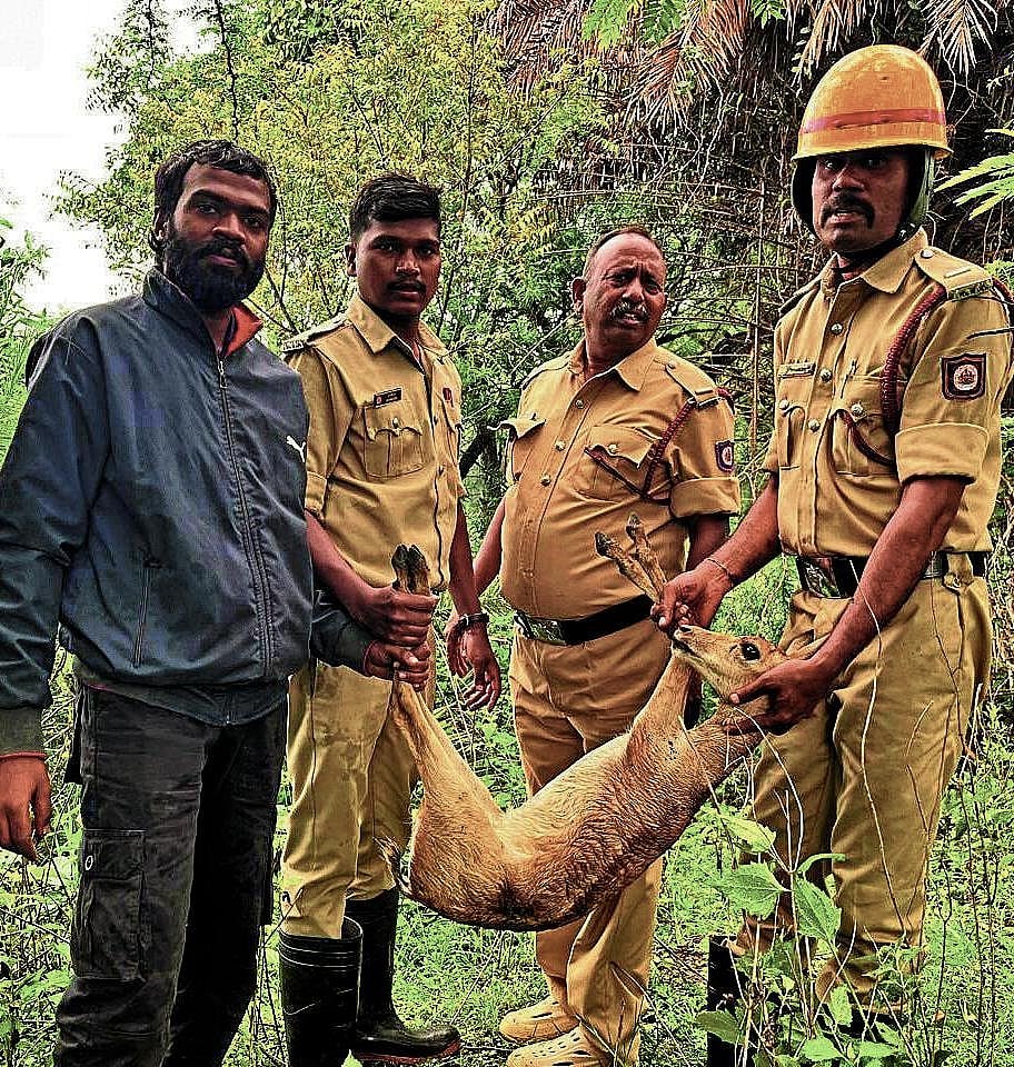 ಕೆಜಿಎಫ್ | ಸಿಂಕ್‌ಗೆ ಬಿದ್ದಿದ್ದ ಕೃಷ್ಣಮೃಗ ರಕ್ಷಣೆ