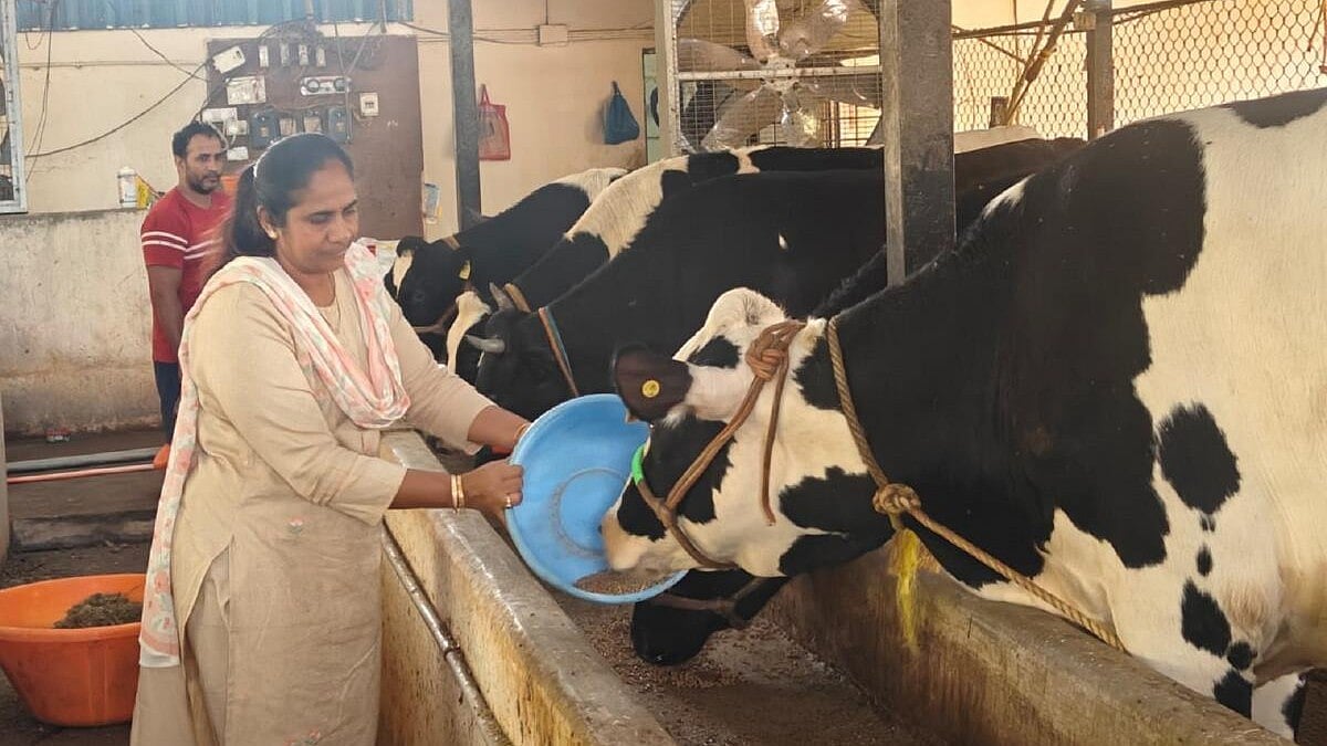 ಪ್ರೀಮಿಯಂಓದಿದ್ದು ಬಿಎಸ್ಸಿ ಕೃಷಿ, ಕೈ ಹಿಡಿಯಿತು ಹೈನುಗಾರಿಕೆ: ಭದ್ರಾವತಿ ರೈತ ಮಹಿಳೆ ಸಾಧನೆ