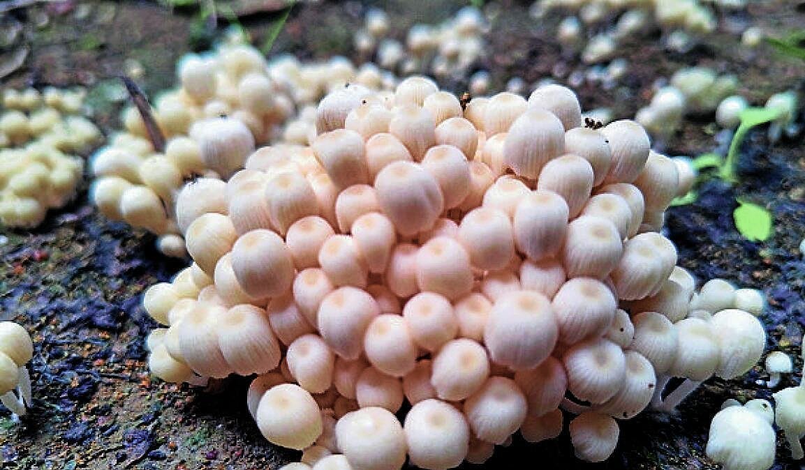 ಯಳಂದೂರು ಬನದ ಪರಿಸರದಲ್ಲಿ ತರಹೇವಾರಿ ಅಣಬೆಗಳು