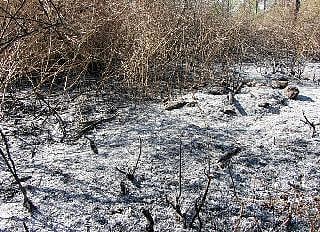 BRT: ಆರಿದ ಕಾಳ್ಗಿಚ್ಚು-ಸೋಮವಾರ ತಡ ರಾತ್ರಿವರೆಗೂ ಕಾರ್ಯಾಚರಣೆ ನಡೆಸಿದ ಸಿಬ್ಬಂದಿ