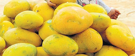 MSP ಅಡಿ 380 ಮಾವು ಬೆಳೆಗಾರರಿಗೆ ಬಾಕಿ ಹಣ ಬಂದಿಲ್ಲ: ರೈತರು ಕಂಗಾಲು