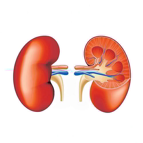 ರಕ್ಷಾ ಬಂಧನ: ಅಕ್ಕನಿಗೆ ರಾಖಿ ಉಡುಗೊರೆಯಾಗಿ ಕಿಡ್ನಿ ನೀಡಿದ ಸಹೋದರ