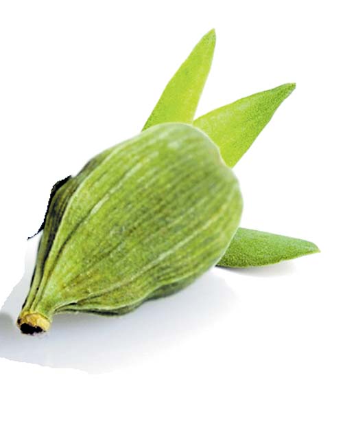 ಅರೆಮಲೆನಾಡಲ್ಲೂ ಏಲಕ್ಕಿ ಘಮಲು
