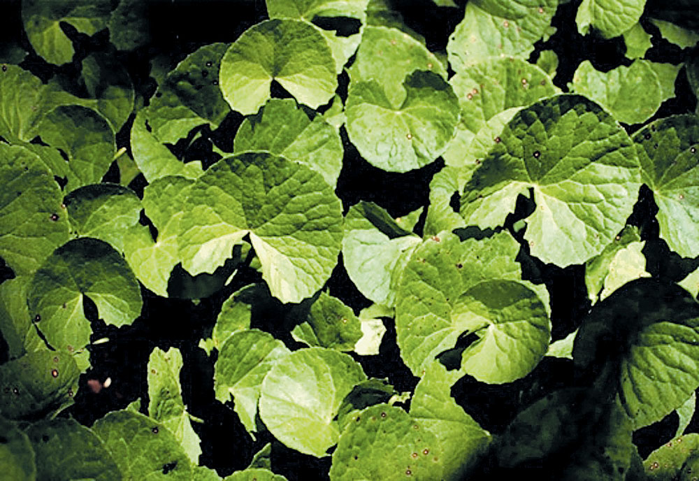 ಬ್ರಾಹ್ಮಿ... ಮರೆವಿಗೆ ವರ