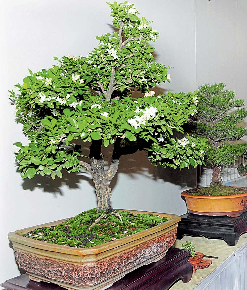 ಮನೆಯ ಅಂದಕ್ಕೆ ಬಗೆ ಬಗೆ ಬೋನ್ಸಾಯಿ