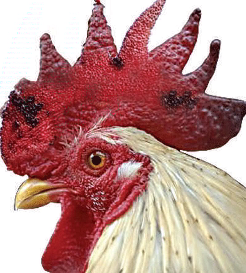 ಉತ್ತರಪ್ರದೇಶ: ಗೋರಖ್‌ಪುರದ ಹಲವೆಡೆ ಹಕ್ಕಿ ಜ್ವರ ಪತ್ತೆ; ಕಟ್ಟೆಚ್ಚರಕ್ಕೆ ಸೂಚನೆ