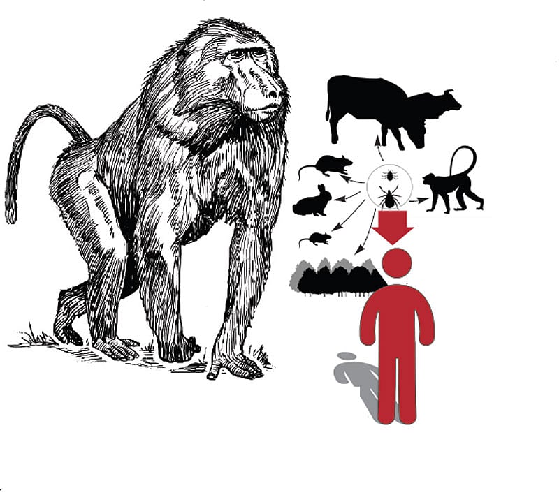 ಹೊನ್ನಾವರ: ಮಂಗನ ಕಾಯಿಲೆ, ಡೆಂಗಿ, ಇಲಿಜ್ವರ ಬಾಧೆಯಿಂದ ಜನತೆ ಹೈರಾಣ