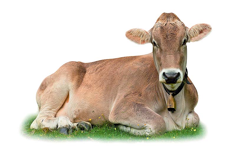 ಆತಂಕಕಾರಿ ಅನಾಪ್ಲಾಸ್ಮಾ ಕಾಯಿಲೆ