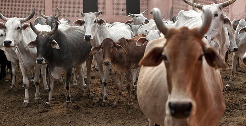 ಪ್ರಜಾವಾಣಿ ಚರ್ಚೆ | ಗೋವುಗಳ ಸಂಖ್ಯೆ ಹಲವು ಪಟ್ಟು ಹೆಚ್ಚಬೇಕು