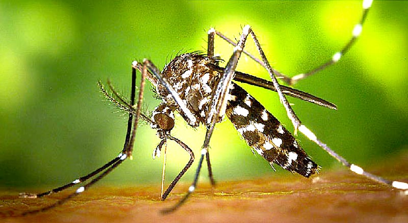 ಡೆಂಗಿ | ರಾಜ್ಯದಲ್ಲಿ ಹೊಸದಾಗಿ 159 ಪ್ರಕರಣ ದೃಢ: ಈವರೆಗೆ ಆರು ಮಂದಿ ಸಾವು