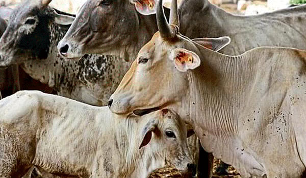 ಹಸುವನ್ನು 'ರಾಷ್ಟ್ರೀಯ ತಾಯಿ' ಎಂದು ಘೋಷಿಸಿ: 'ಗೋ ರಕ್ಷಾ ಆಂದೋಲನ' ಒತ್ತಾಯ