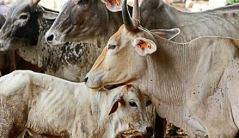 ಗೋವು ‘ರಾಷ್ಟ್ರೀಯ ಪ್ರಾಣಿ’ಯಾಗಲಿ: ಬಕ್ರೀದ್‌ಗೂ ಮುನ್ನ ಮುಸ್ಲಿಂ ಸಂಘಟನೆಗಳ ಬೇಡಿಕೆ