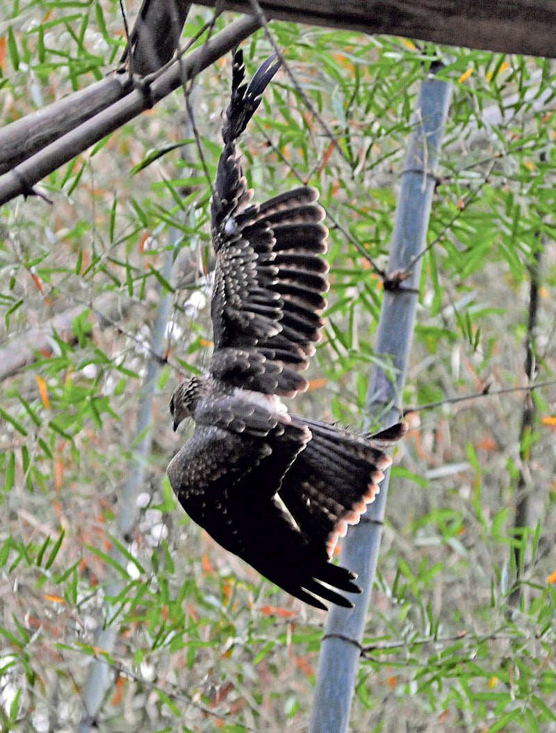 ಬೀದರ್: ಯುವಕನ ಬೆರಳು ಕತ್ತರಿಸಿದ ಮಾಂಜಾ