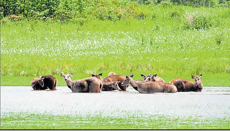 6 ಪರಿಸರ ಸೂಕ್ಷ್ಮ ವಲಯ: ಕೇಂದ್ರಕ್ಕೆ ಶಿಫಾರಸು ಮಾಡಲು ಸಂಪುಟ ಉಪ ಸಮಿತಿ ಒ‍ಪ್ಪಿಗೆ