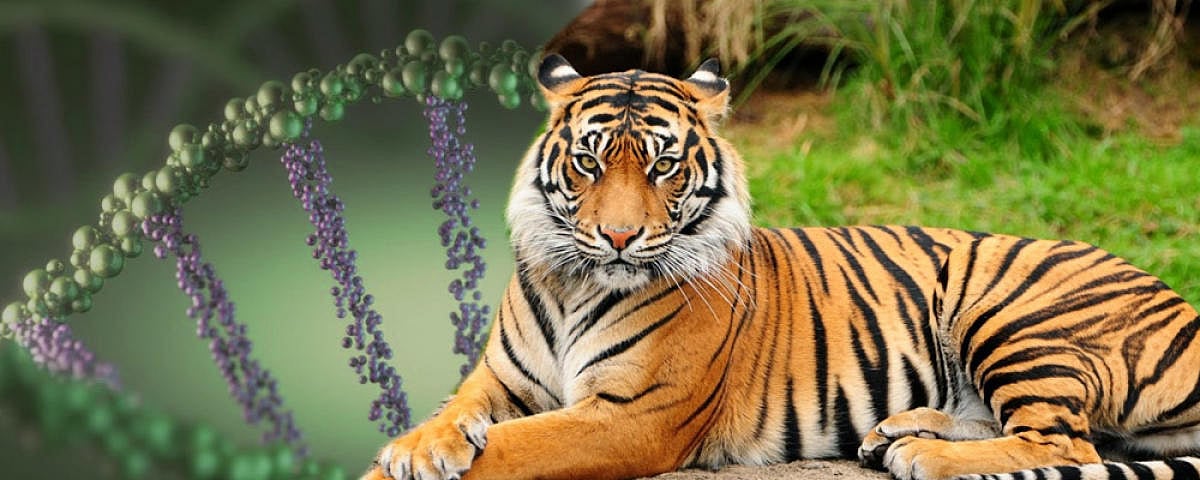 ಚಾಮರಾಜನಗರ | ಹುಲಿಗಳ ಸಾವು ಹೆಚ್ಚಳ: ಆತಂಕ