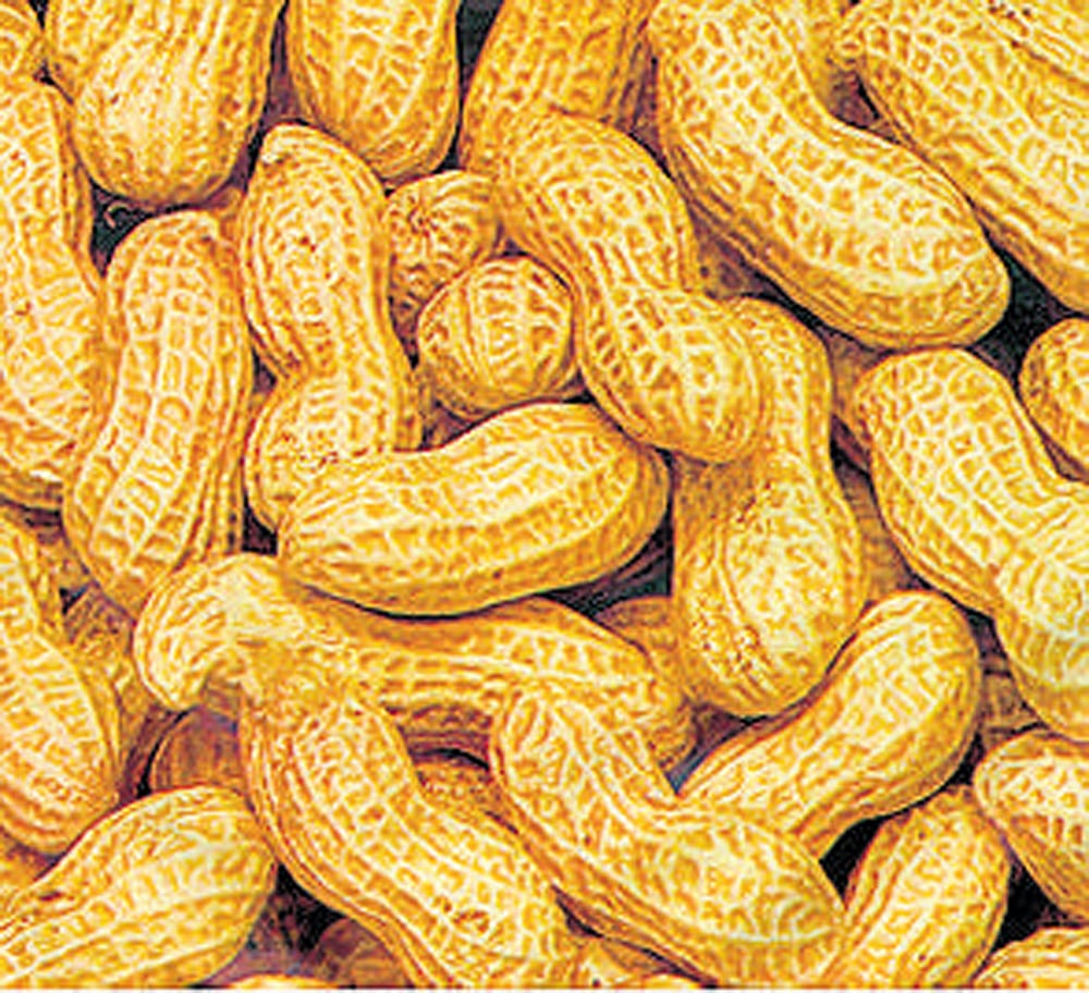 ಬಳ್ಳಾರಿ: ಕ್ವಿಂಟಲ್ ಶೇಂಗಾ ಬೆಲೆ ₹13,269