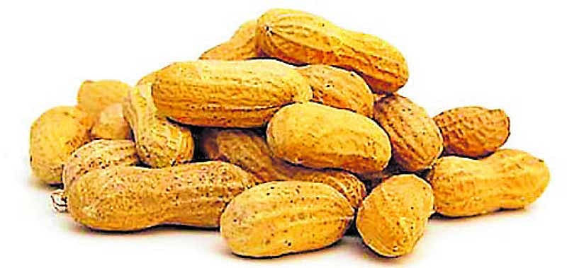 ಬೆಂಬಲ ಬೆಲೆ: ಶೇಂಗಾ ಖರೀದಿ ಅವಧಿ ವಿಸ್ತರಣೆ