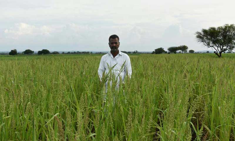 ಸವಣೂರು ಸಿರಿಧಾನ್ಯ
