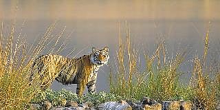 ಹುಲಿ ಅಭಯಾರಣ್ಯದಲ್ಲಿ ಅಕ್ರಮ ಕಾಮಗಾರಿ:IFS ಅಧಿಕಾರಿ ವಿರುದ್ಧ ಕ್ರಮಕ್ಕೆ ನಿರ್ದೇಶನ