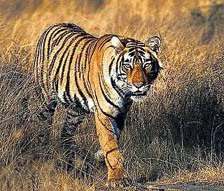 ವಯನಾಡ್‌ | ಅರಣ್ಯ ಇಲಾಖೆ ಸಿಬ್ಬಂದಿ ಮೇಲೆ ಹುಲಿ ದಾಳಿ: ಸೆರೆ ಕಾರ್ಯಾಚರಣೆ ಚುರುಕು