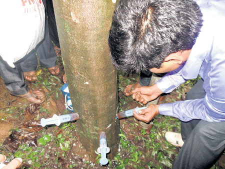 ಸುಗಂಧಕ್ಕಾಗಿ  ‘ಇನಾಕ್ಯುಲೇಶನ್’