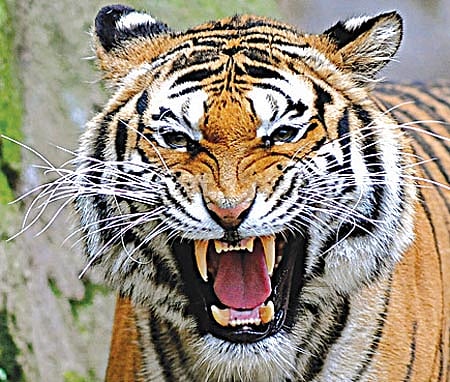 ರಿಷಿಕೇಶ: ಎರಡು ವರ್ಷಗಳ ಹಿಂದೆ ಸೆರೆಹಿಡಿಯಲಾಗಿದ್ದ ನರಭಕ್ಷಕ ಹುಲಿ ಸಾವು